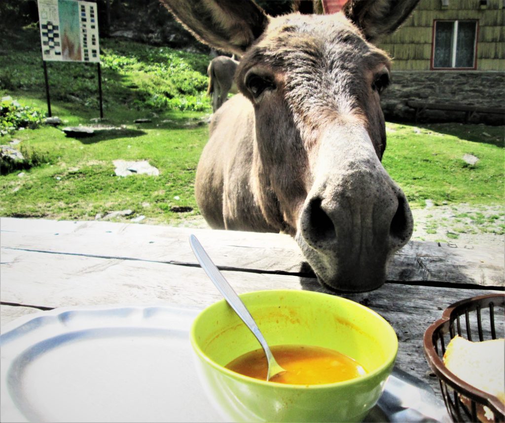 Donkey Joining us for Lunch