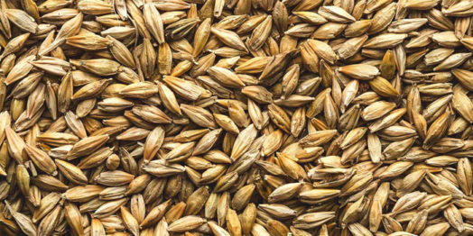 Dayspring barley new world прохождение